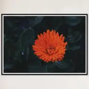 Galrie Kabloom Bright Red Flower Fine Art Photography Print for Home Decor, Black Frame, A3 30 x 42cm (12 x 16inch)