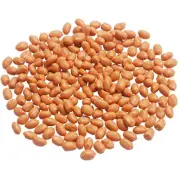 PVC Decorative Shopwindow Simulation Peanut Kernels Fake Peanut Nuts