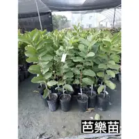 在飛比找蝦皮購物優惠-芭樂：芭珍珠芭樂/梨仔拔/水蜜芭樂/紅寶石芭樂/嫁接苗/永吉