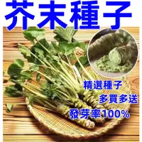 在飛比找蝦皮購物優惠-包發芽~🌿【芥末菜種子】芥末種子辣根種子 山葵種子綠芥末種子