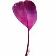 Stripped Goose Nagoire Feathers 10 grams - Eggplant