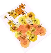 PLAFOPE 40 Pcs Natural Dried Flowers for DIY Crafts Elegant Real Pressed Flowers Orange for Mobile Phone Cases Bookmarks and Makeup Decorations Floral Materials