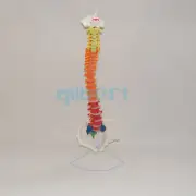 Colored Didactic Flexible Spinal Column Anatomy Model Human Skeleton Specimen