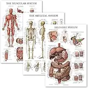 Palace Learning 3 Pack - Muscle + Skeleton + Digestive System Anatomy Poster Set - Muscular and Skeletal System Anatomical Charts - Laminated - 18" x 24"