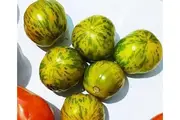 TOMATO 'Green Zebra' seeds