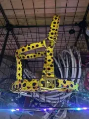 Showman Foal/Mini Nylon Sunflower Print Halter