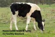 Neem 5L Cattle Wash concentrate - FREE Postage anywhere in Australia