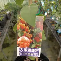 在飛比找蝦皮購物優惠-日本大果燈籠果 日本黃金莓 四寸盆
