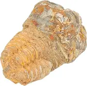 Healifty Trilobite Specimen for Classroom Decoration Lightweight Paleontology Teaching Prop for Educational Purposes and Day Decor Unique Science Enthusiasts