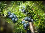 HedgeWitch: juniper berries