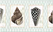 SEA SHELLS IN FRAMES WITH CONCH SHELLS AND BLUE TRIM Wallpaper Wall bordeR Deco
