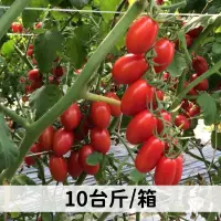 在飛比找台灣好農優惠-【田蜜農場】玉女番茄(10台斤/箱)