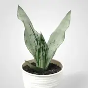 Sansevieria Trifasciata Brazilian Moonshine Rare Uniqe Snake Plant