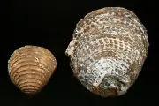 2 x AGATIZED FOSSIL BIVALVE SHELLS FROM MOROCCO, DEVONIAN