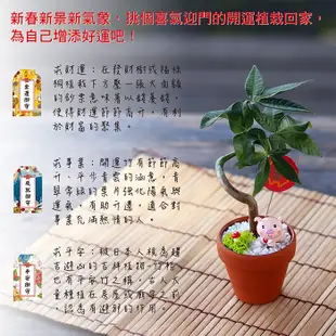 【迎光】豬年旺旺來開運植栽(四款任選) (5.6折)