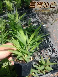 在飛比找露天拍賣優惠-『525生態植物園』臺灣油芒 食用或誘鳥植物