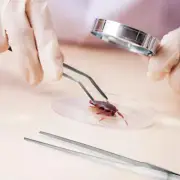 3 Pcs Tweezers Set Precision for Industrial Work Stainless Steel