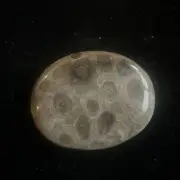 Hand polished Petoskey Stone, sm/md size. Semi precious, treasure, gift, fossil