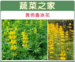 【蔬菜之家】H10.魯冰花(黃花)種子 (共三種包裝可選)