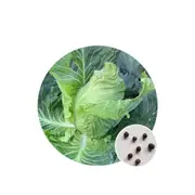 Cabbage Sugar Loaf - Seed Packet - Untreated Seeds - All Seasons