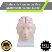 Brain with Arteries on Head Anatomical Human Model