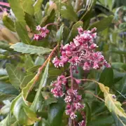 Smooth Davidsons Plum Tree - Davidsonia johnsonii