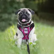 TIANYAO Dog Harness No Pull Pet Vest Set Reflective Oxford Soft Harness w, Leash