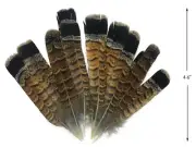 5 Pieces - Brown and Black Ruffed Grouse Tail Feathers Fly Tying Craft Supplier