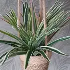 Paty Room Home Desktop Potted Artificial Plants Fake Plants Chlorophytum Branch