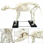 PVC Education Model Canine Skeleton Standard Size Dog Display Lab Study Veterina