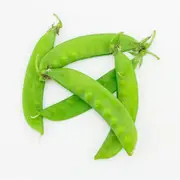 Pea (Snowpea) - Oregon Giant seeds