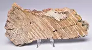 MICROBIAL MAT, STROMATOLITE STRELLEY POOL POLISHED SLICE, AUSTRALIA S873