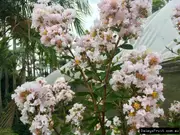 Dwarf Crepe Myrtle - Pink, Lagerstroemia indica