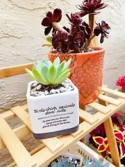 Square Ceramic Porcelain Succulent Cactus Flower Planter Pot