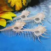 2pcs Venus Comb Indian Ocean Sea Shell Conch Beach Decorate Craft Gift Home