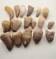 17 PC's Crocodile Teeth Fossil Morocco Crocodile Tooth Fossilized Dinosaurs