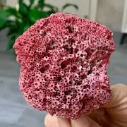 66G Natural Red coral reef Cluster Ocean Mineral Crystal Specimen