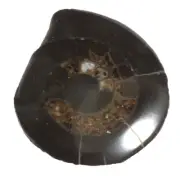 Ammonite Dactylioceras commune Polished Half (EA6556) Fossil Shell Cretaceous