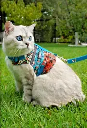 Escape Proof Cat Harness with Leash for Small Dogs and Cats - Adjustable XS M L