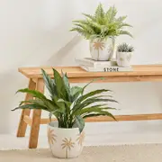Cali Palm Planter [MUSHCALPLS24]