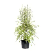 270mm Pittosporum Silver Sheen - Pittosporum tenuifolium