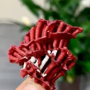 4GNatural Deep Red Coral Reef Cluster Marine Mineral Crystal Specimen