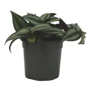 130mm Spider Wort - Tradescantia Spiderwort