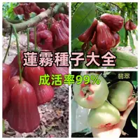 在飛比找蝦皮購物優惠-【蓮霧種子】新品黑糖芭比蓮霧種子果樹種子大葉紅果種子黑珍珠飛