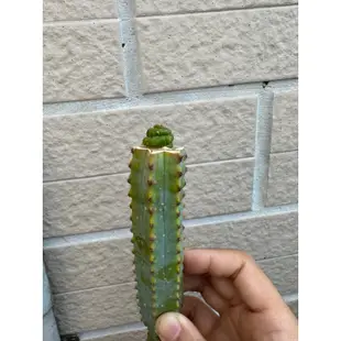 小泡芙多肉 多肉植物仙人掌療癒植物-恐怖閣