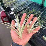 森鹿奇境 | 霸王X貝可力 TILLANDSIA XEROGRAPHICA X BRACHYCAULOS空氣鳳梨 鹿角蕨