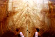 Curly spalted ink line maple drop top .28" thk guitar bass tonewood 2414