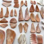 20 Pairs Natural Cockle Clam Shell smooth seashell frags beach jewelry art craft