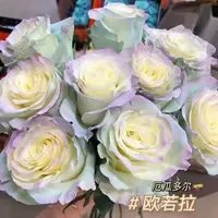 在飛比找蝦皮購物優惠-富可發園藝 種子 玫瑰花種子 多頭玫瑰種子 極光歐若拉 碎冰