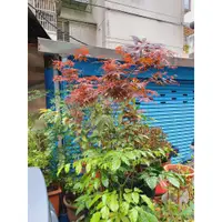 在飛比找蝦皮購物優惠-台北市花店 日本紅楓-出猩猩高約2米以上